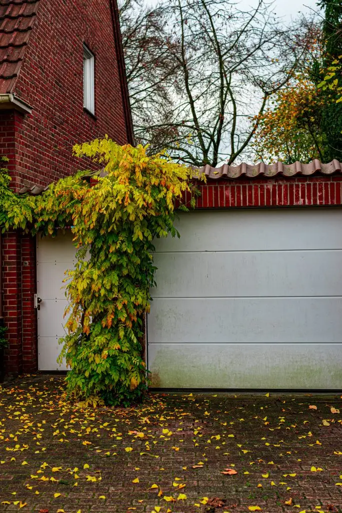Garage with climbing ivy on brick wall in autumn