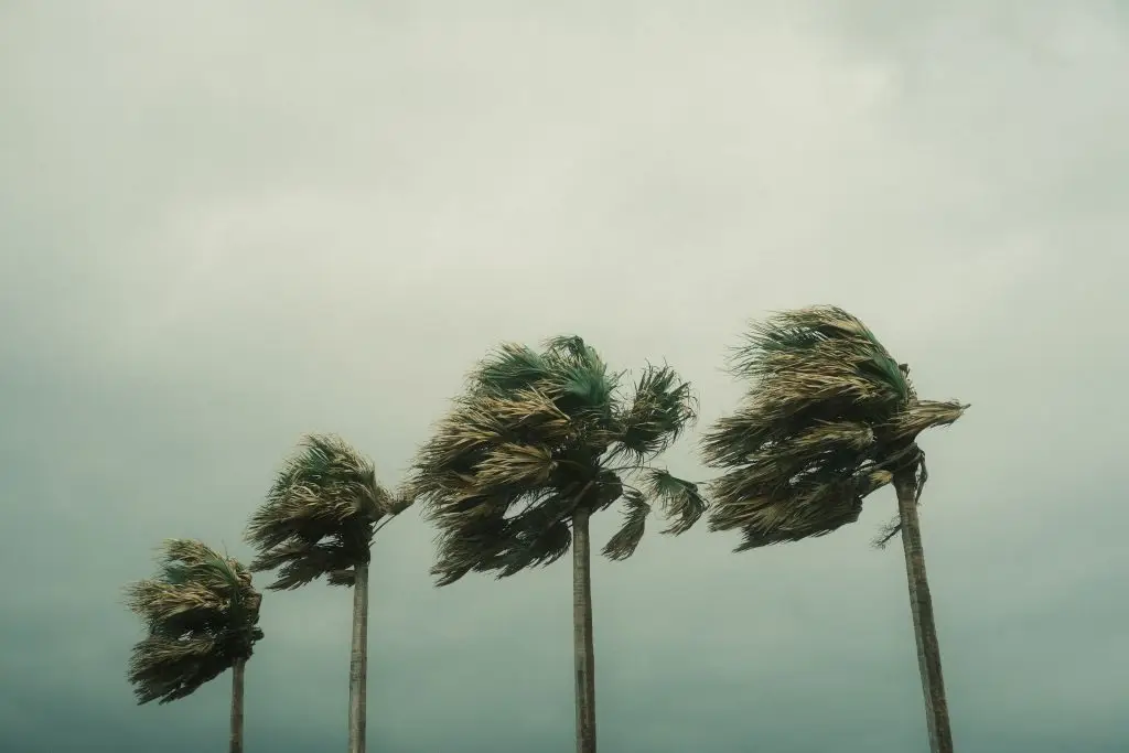 Palm trees bending in strong winds during a hurricane